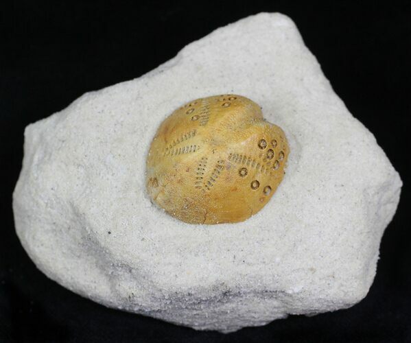 Lovenia Sea Urchin Fossil - Beaumaris, Australia #22180